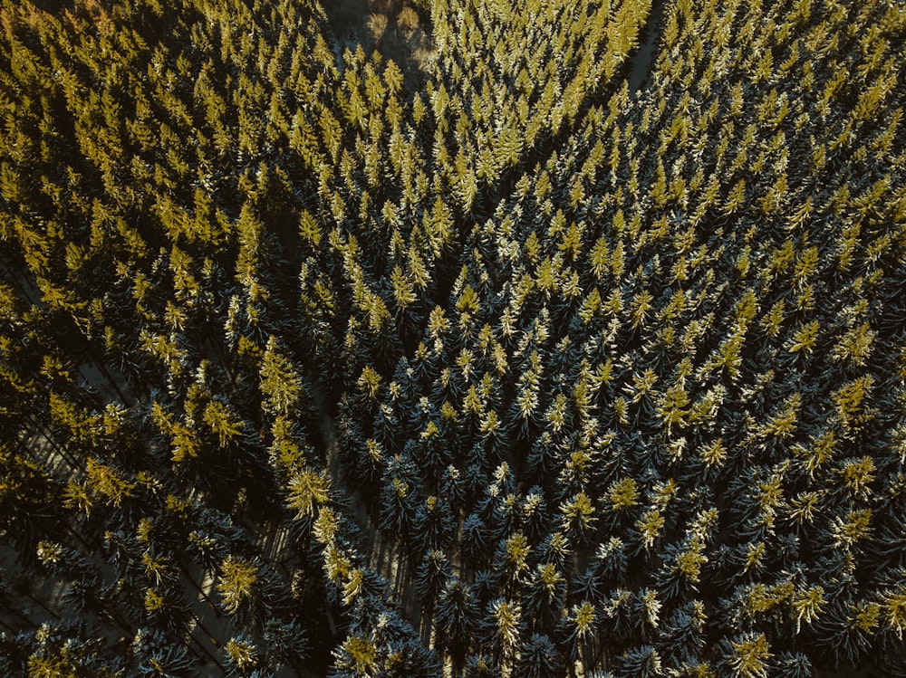 top view of rive between trees