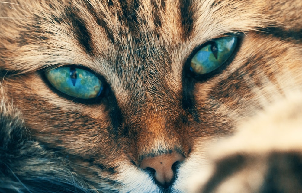selective focus photo of siamese cat