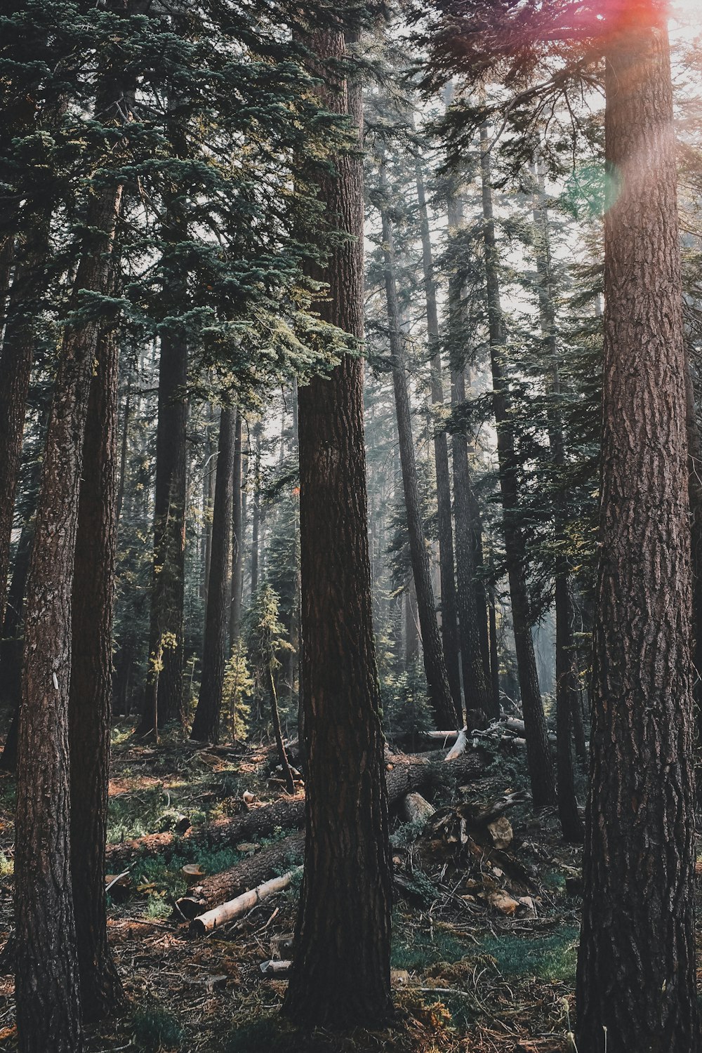 Arbres et champ d’herbe