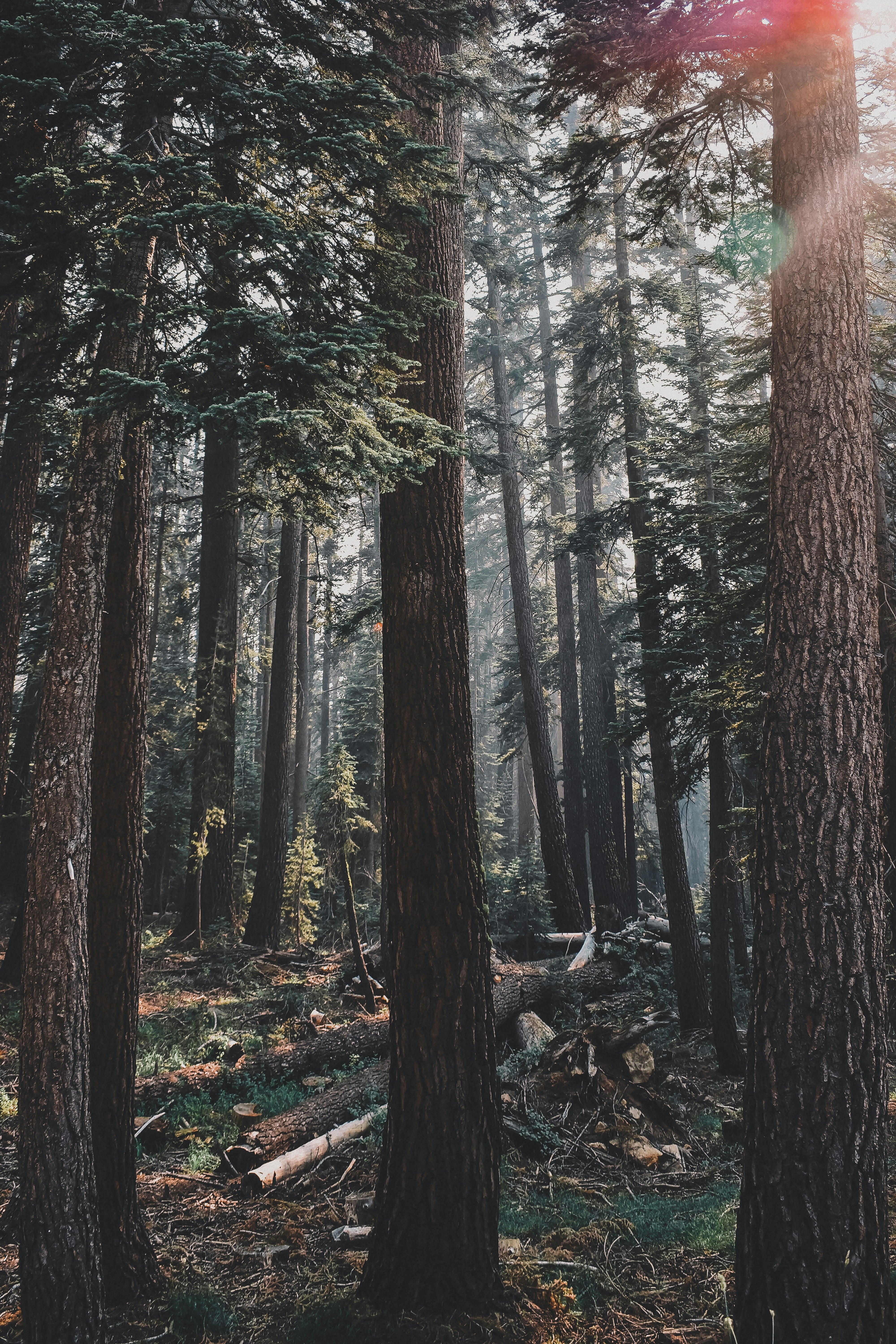 trees and grass field