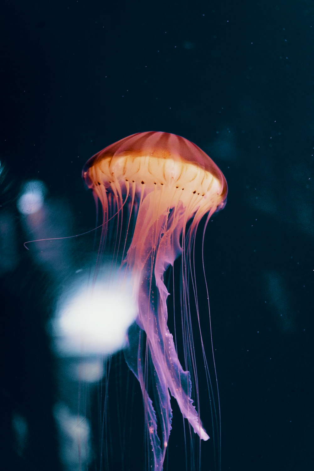 red and pink jelly fish wallpaper