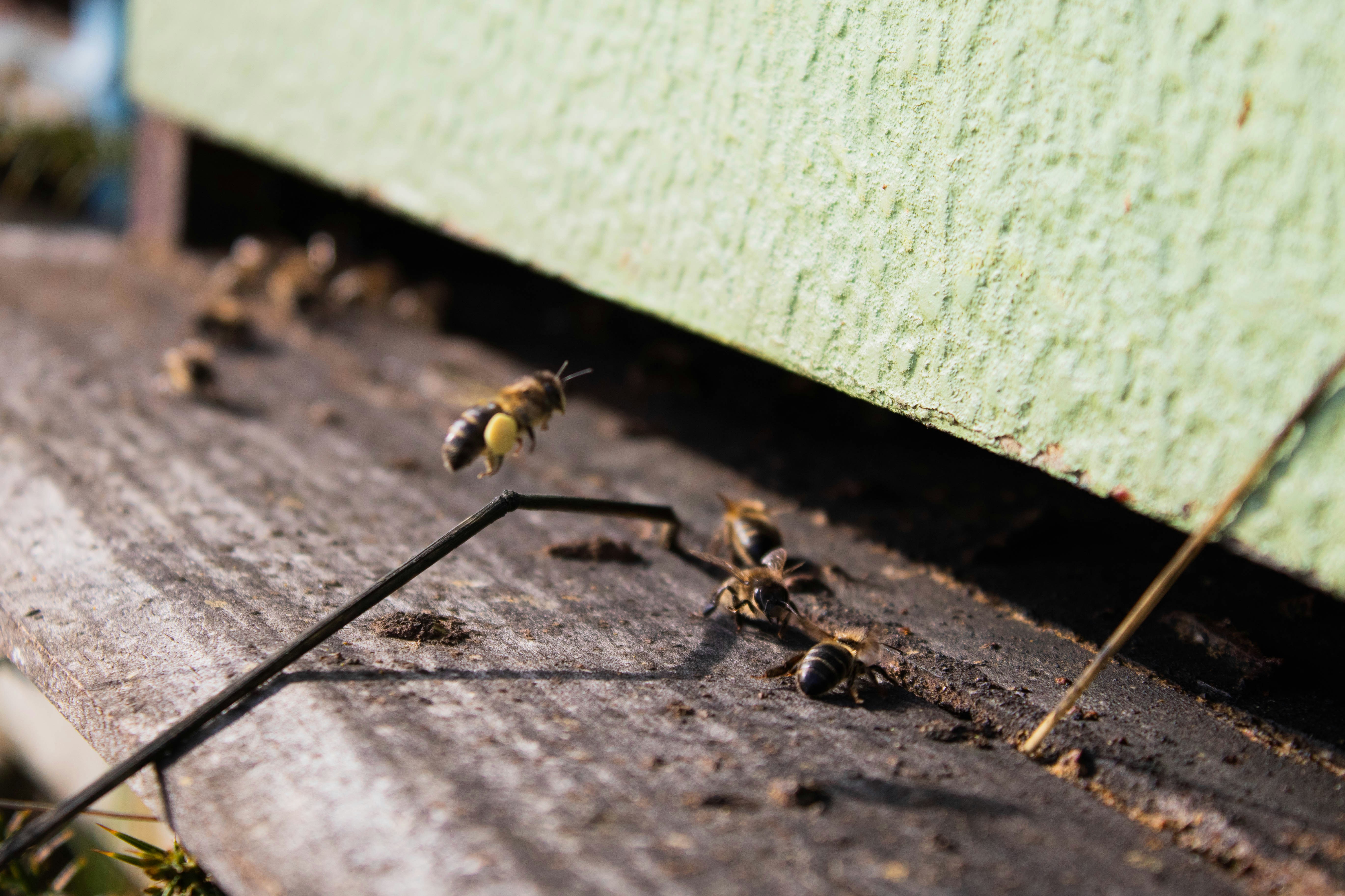 The Fascinating World of Apiology: Understanding the Scientific Study of Bees