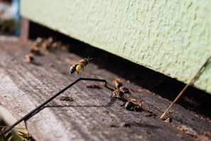 Microscopic view of varroa mites alongside healthy and affected bee larvae