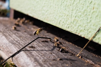 Microscopic view of varroa mites alongside healthy and affected bee larvae