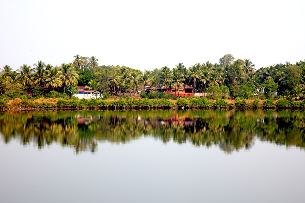 Casas cercadas de coqueiros perto de corpo d'água durante o dia