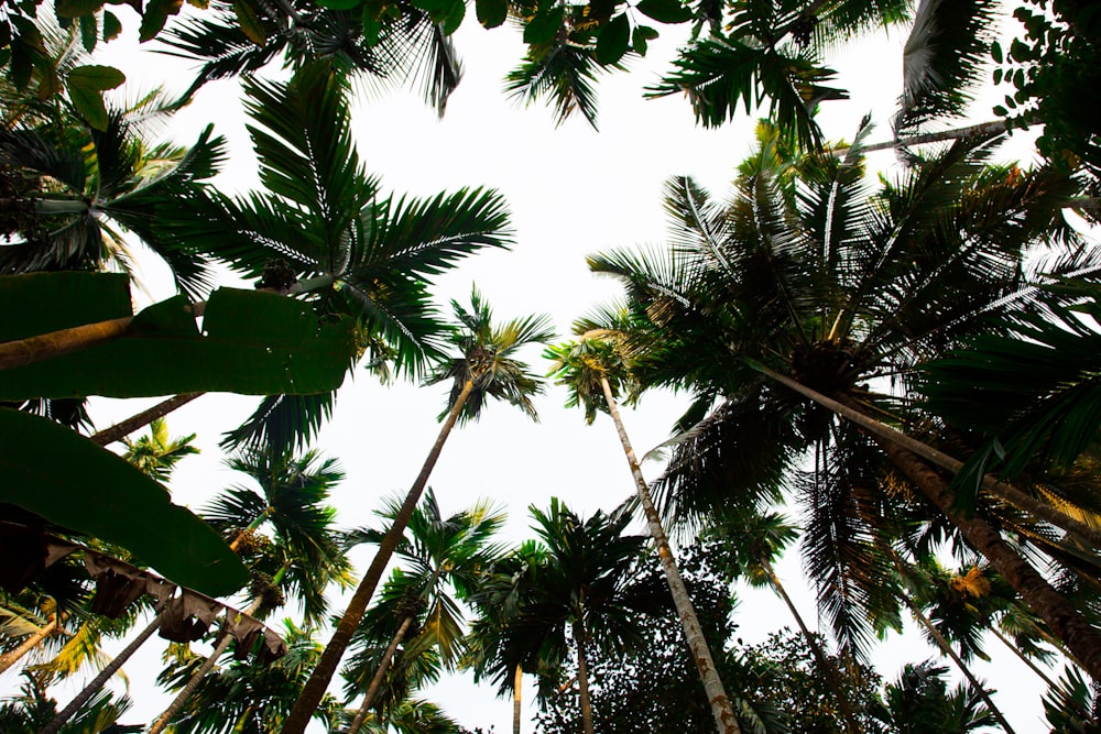 low angle photography of palm trees