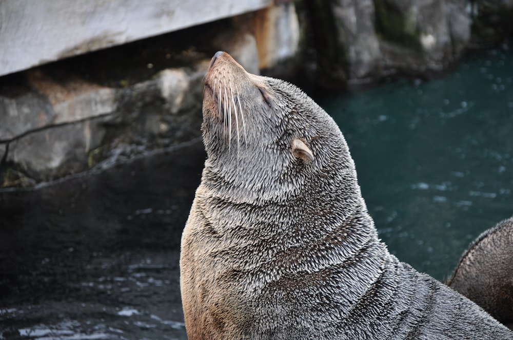 close-up photography of sealion