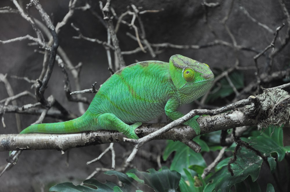 green chameleon