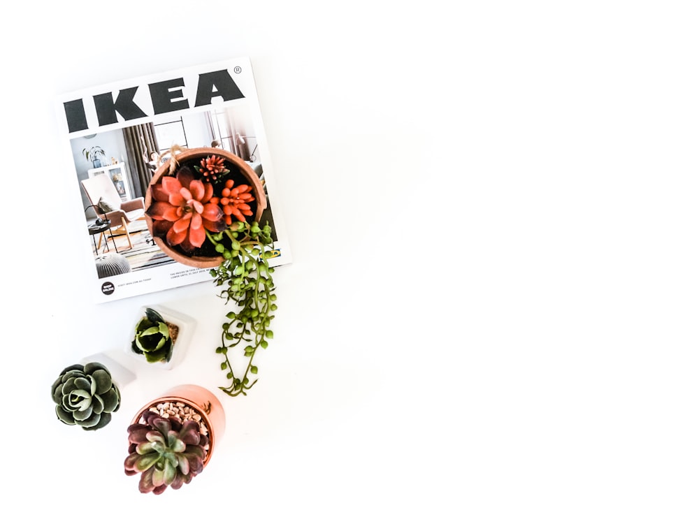 three succulent plants with Ikea book