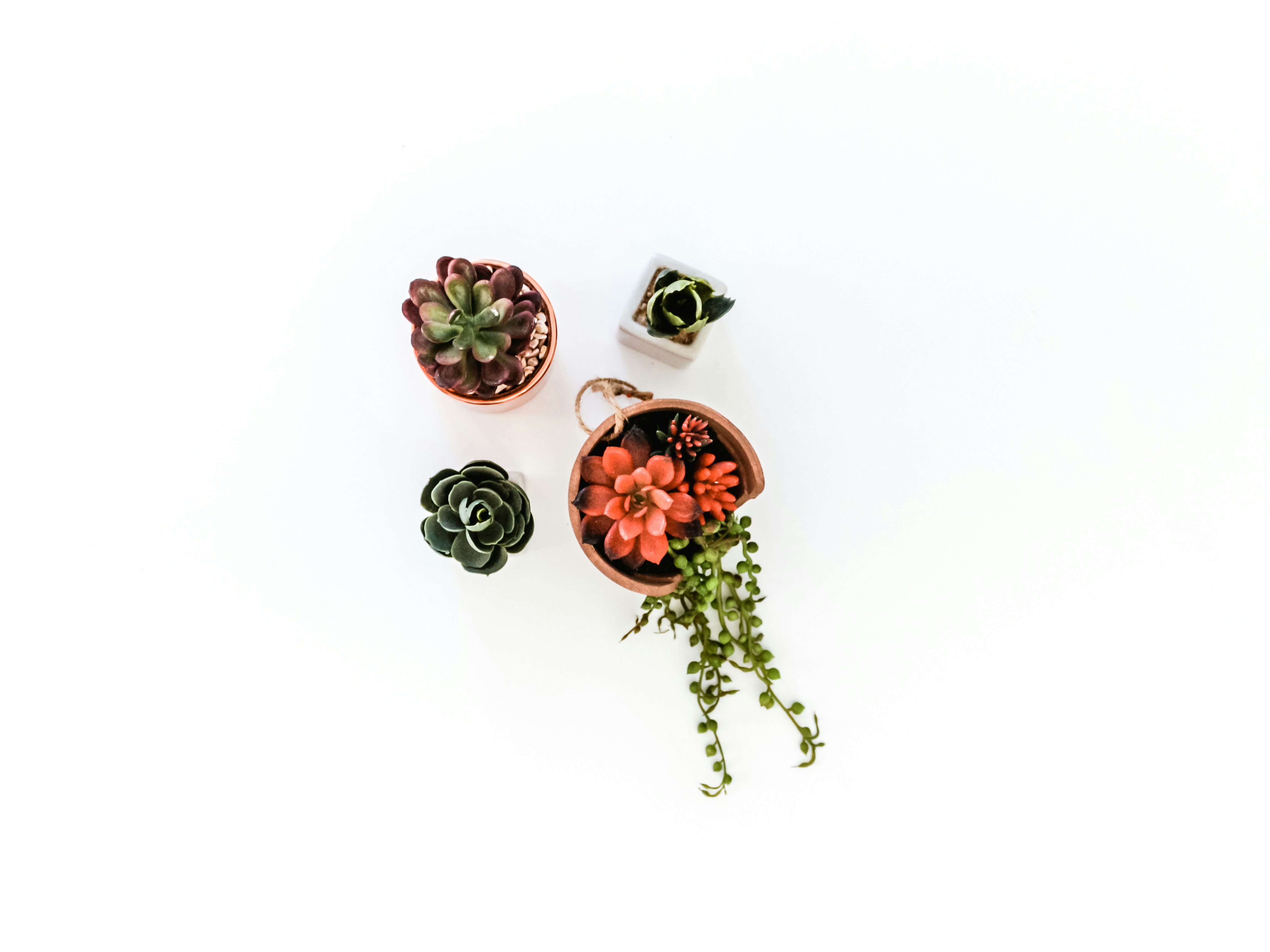 Beginner friendly succulent garden in decorative pot.