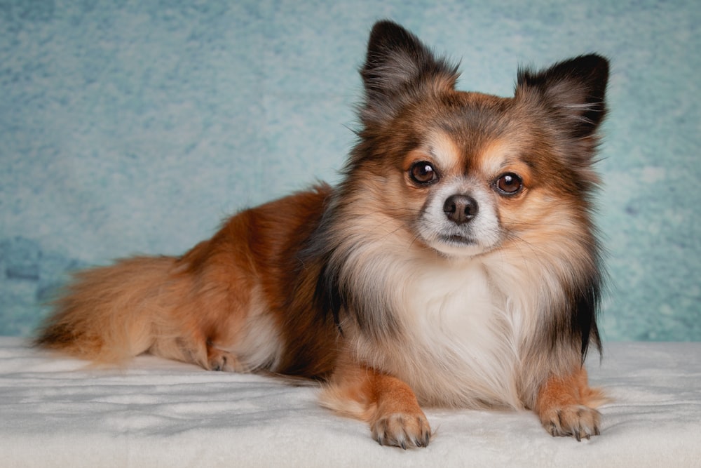 chien brun et blanc à poil long couché sur un matelas blanc