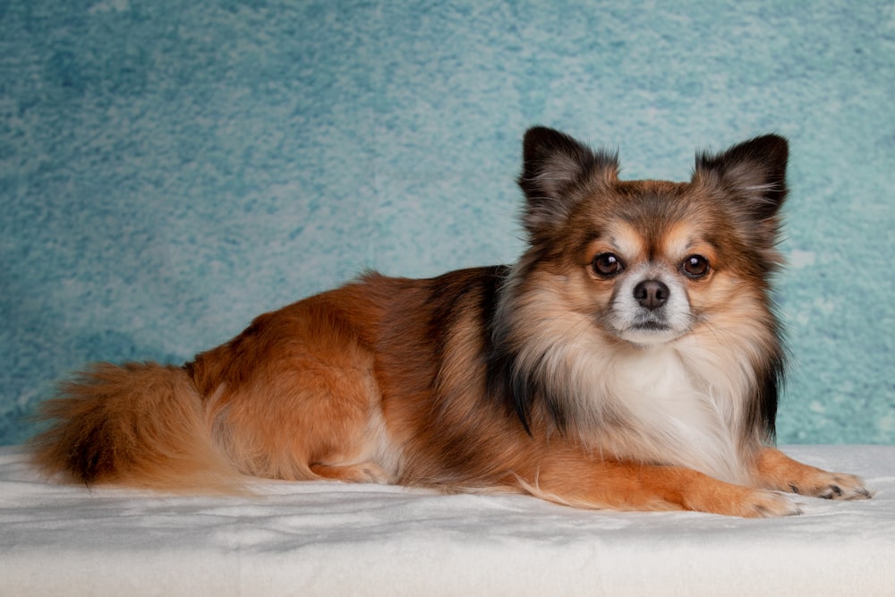 Chihuahua adulto a pelo lungo bianco e marrone sdraiato sul letto