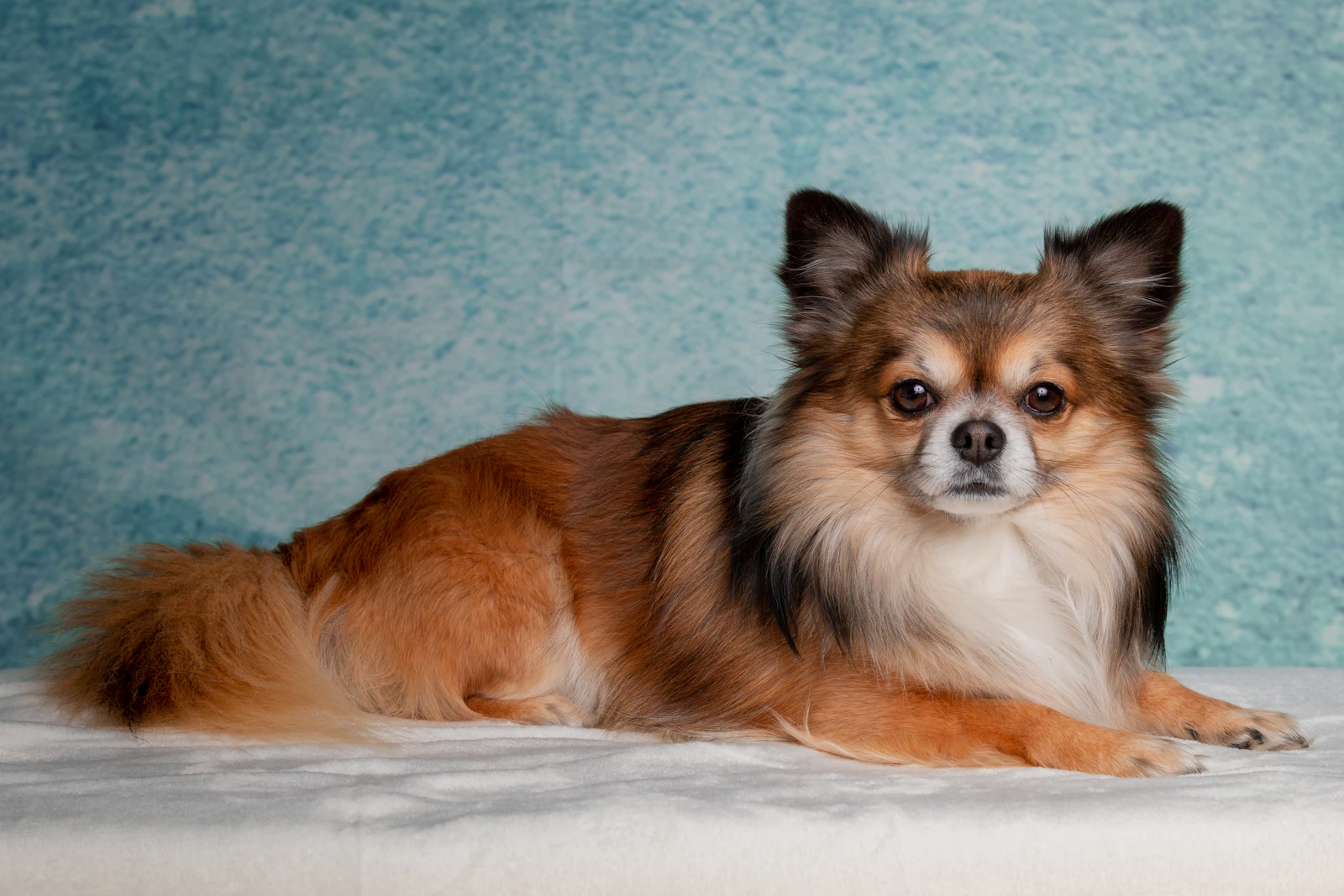 Adult white and brown long-haired Chihuahua resting indoors, photo on Unsplash