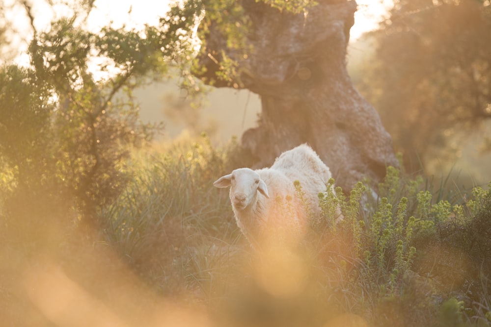 selective focus photography of white sheep beside tree
