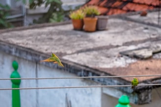 Two small green birds, possibly bee-eaters, are on electrical wires, with one in flight and the other perched. In the background, there is a rooftop covered with weathered tiles and a few potted plants.