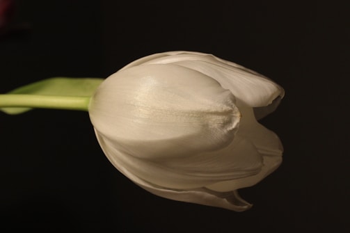 A clean and simple graphic of a tulip against a white background.