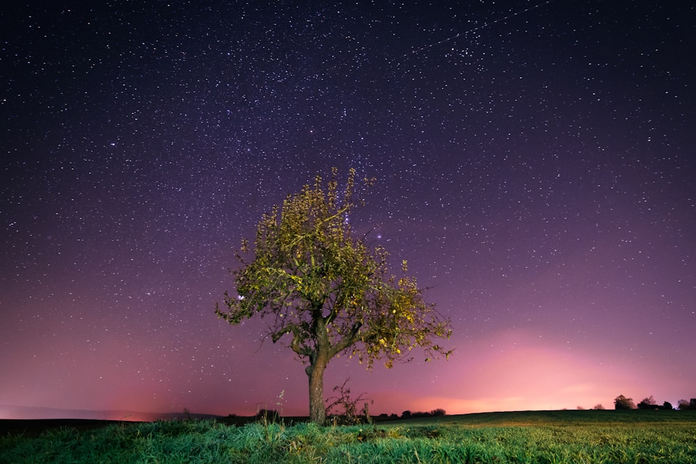 tree and grasses under starry sky