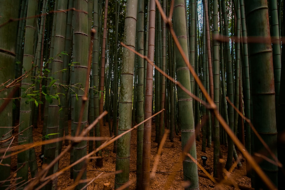 brown twigs in front of bamboo plants