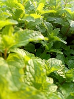 Fresh green mentha leaves freshly harvested in sunlight.