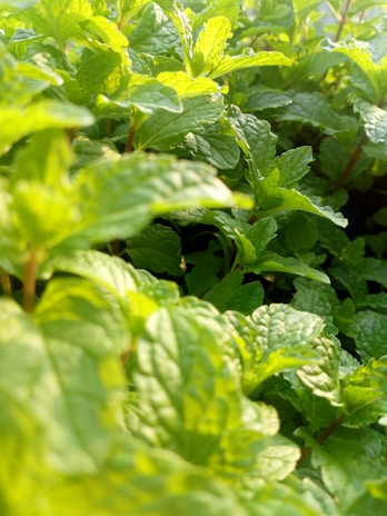 Fresh mentha leaves being gently harvested in early morning light.