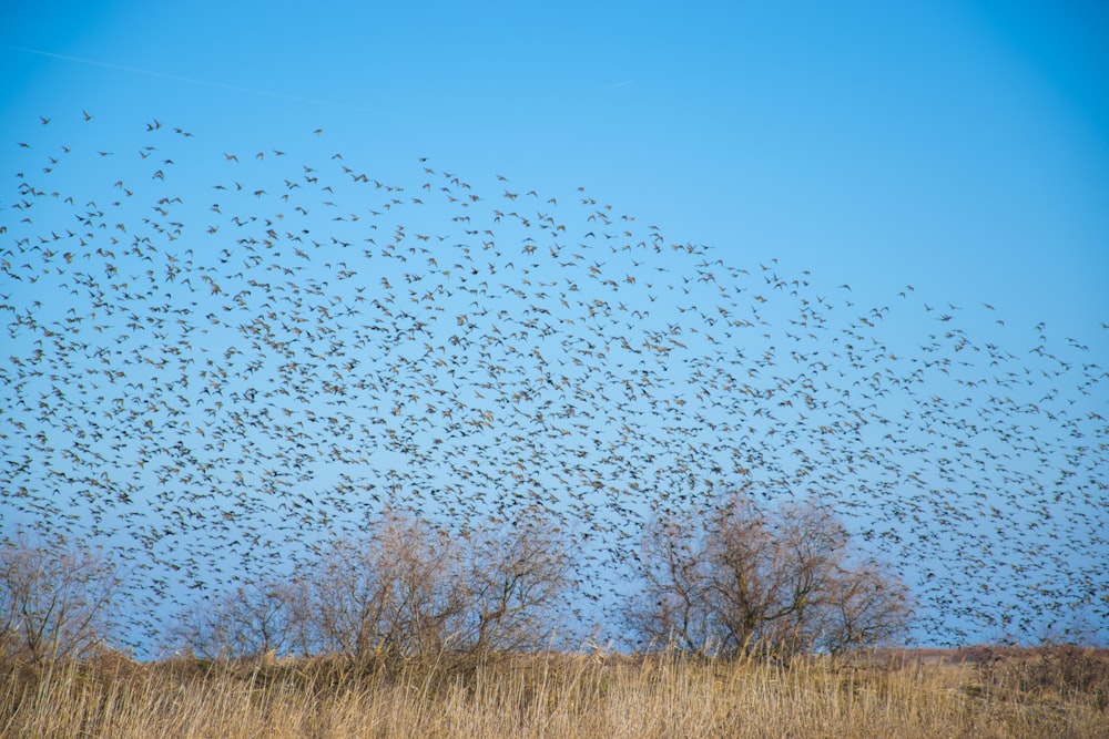 Flock of birds. Птица в воздухе. Айра птица. Белое небо с коричневыми птицами.