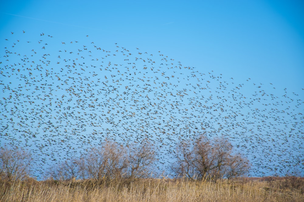 flock of birds flying to the sky during daytime
