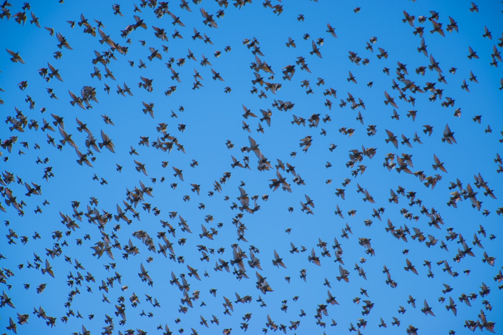 flock of birds