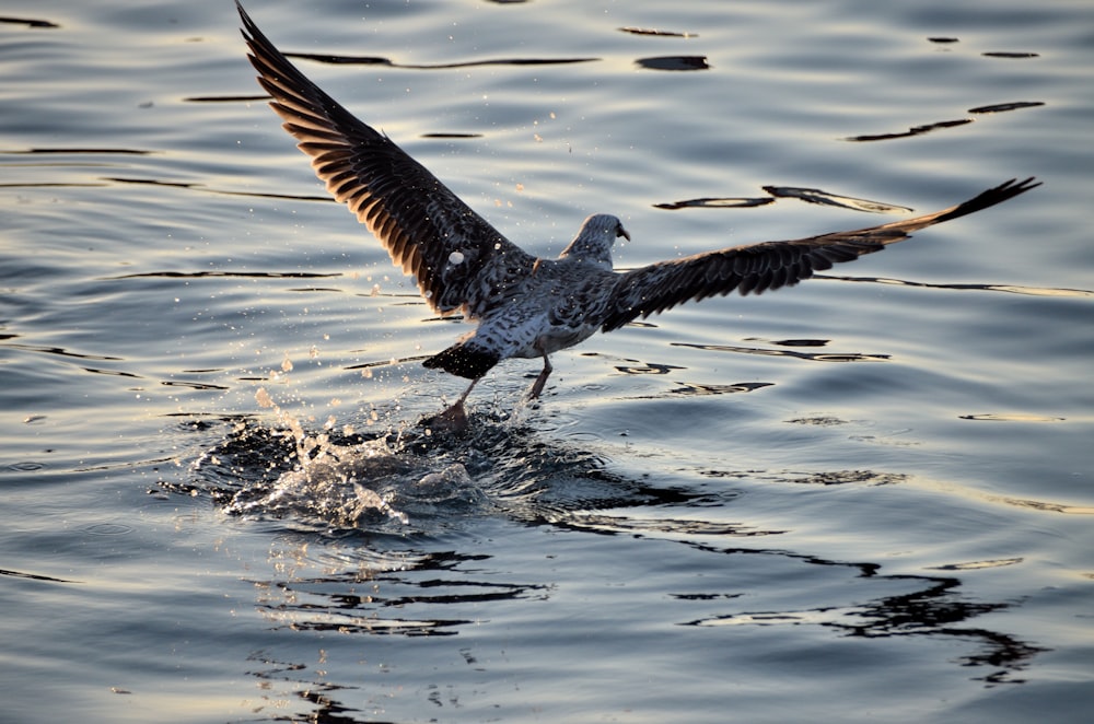 selective focus photography of bird above water during daytime