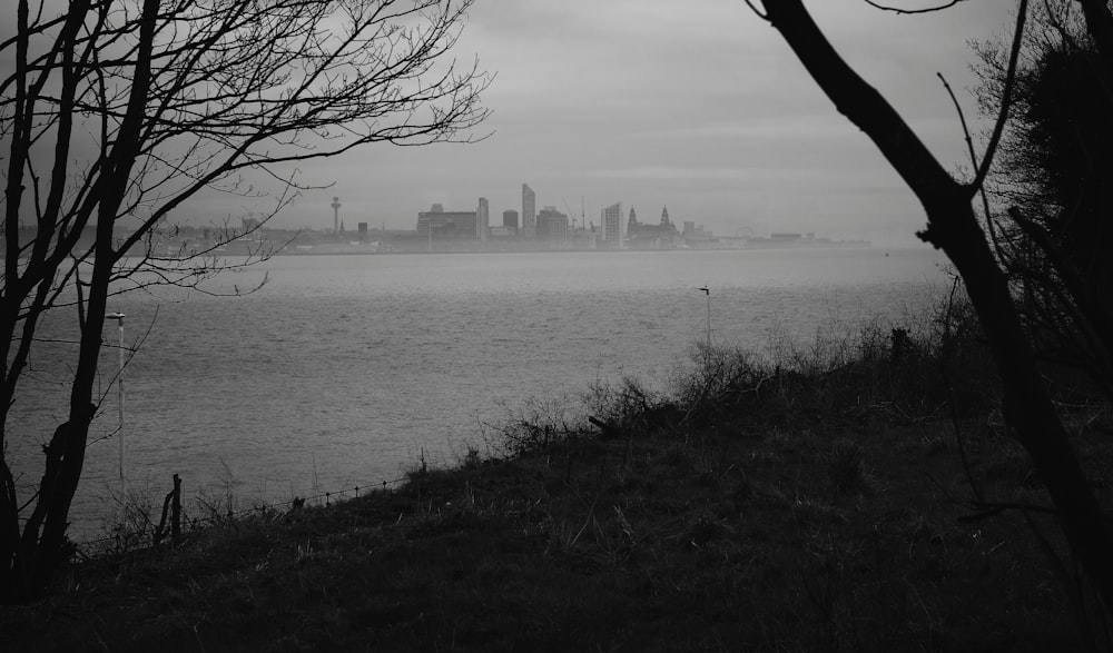 bare tree near body of water during daytime