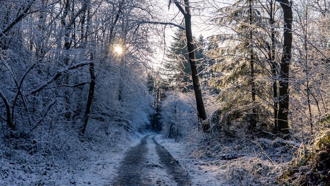 Forest photo spot Unnamed Road Essen