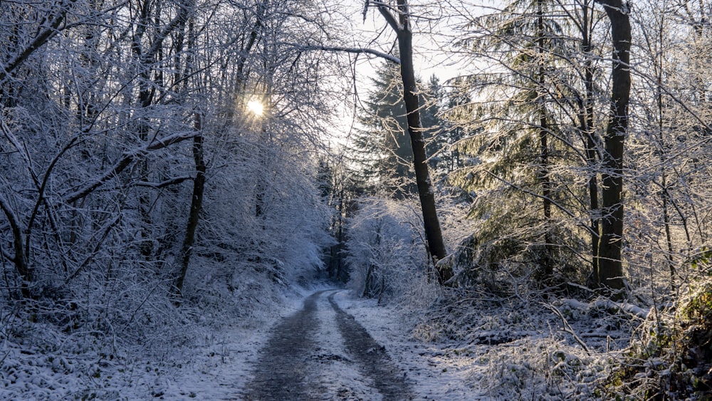 snow-covered walkway beside leafless trees