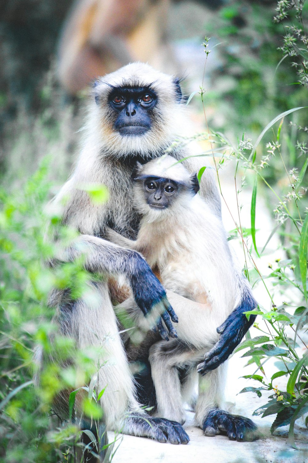 selective focus photography of two gray langur monkeys