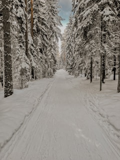 Snow-covered trails winding through quiet woods, perfect for a peaceful winter hike.