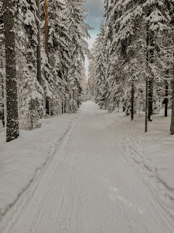 Snow-covered trails inviting winter hikers in the quiet Killarney woods.