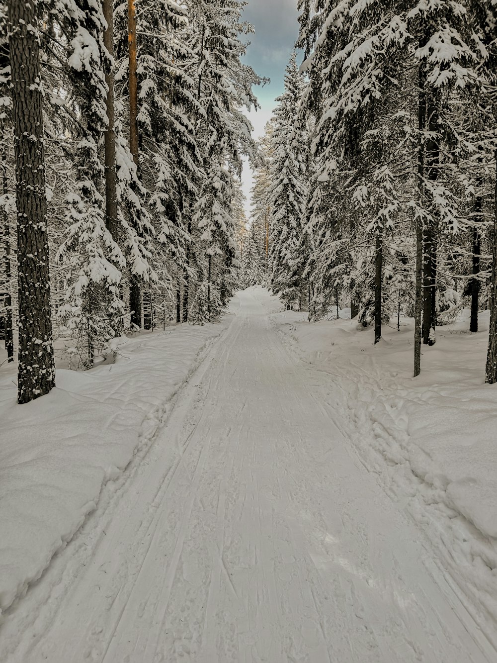 snow-covered road between pine trees during daytime