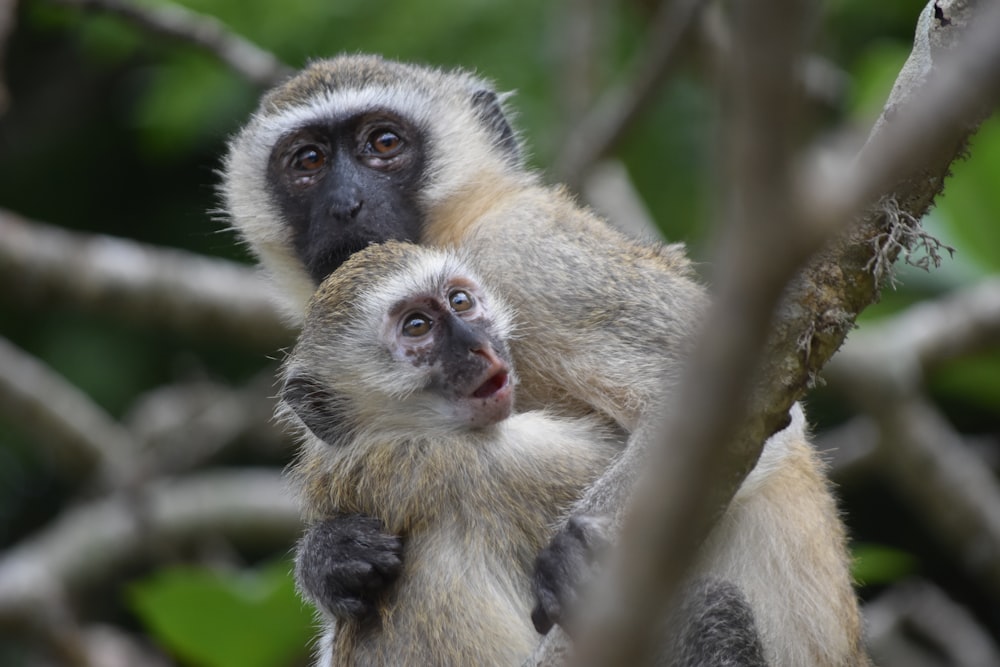 mother and child monkey on tree branch at daytime