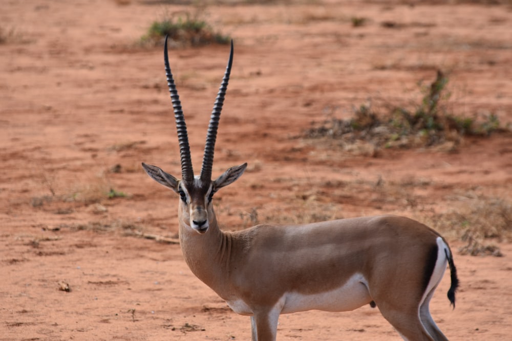 animal de chifres longos em pé em solo marrom durante o dia