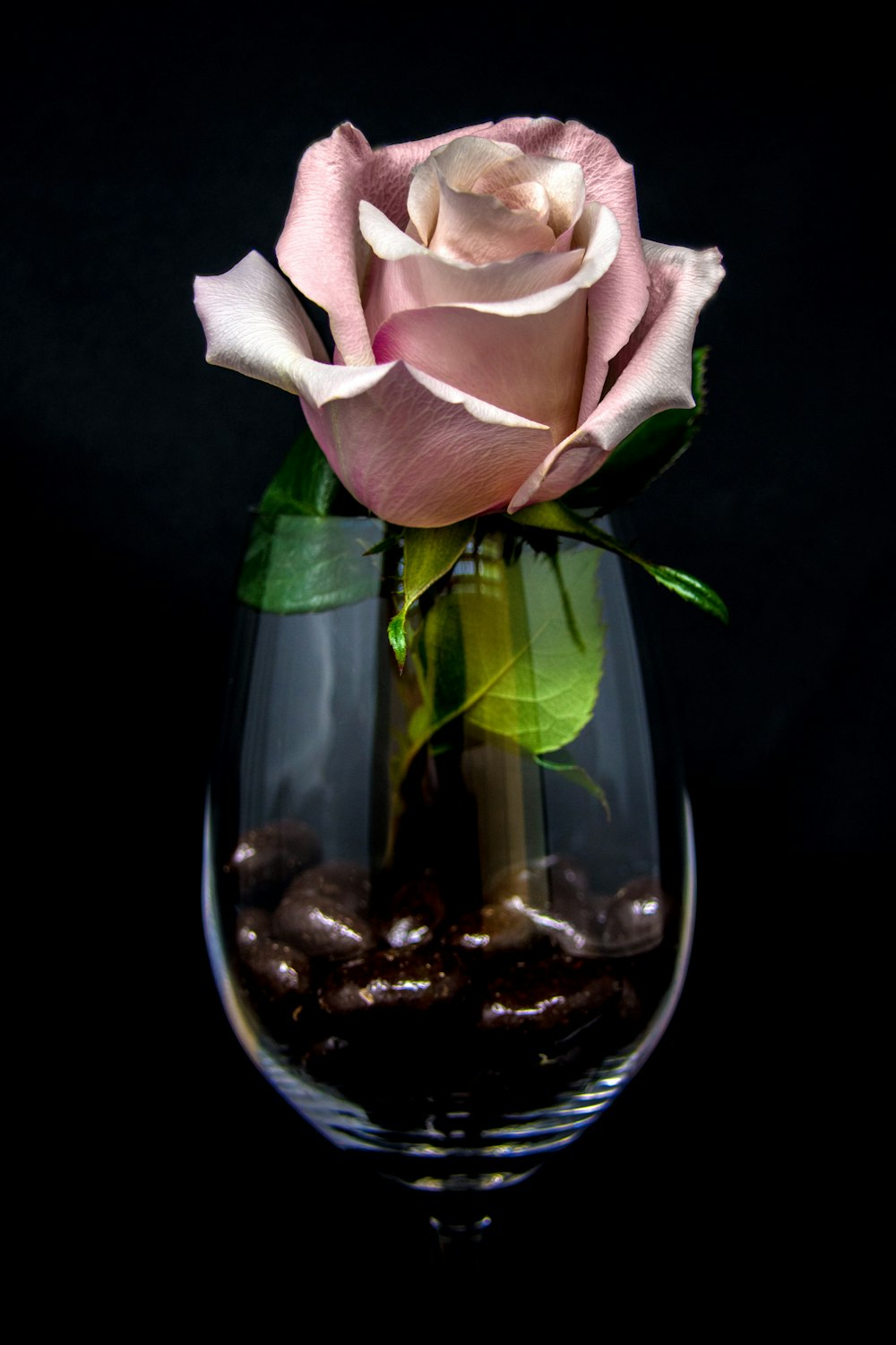 flor de rosa rosa dentro de copa de vino