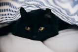 close-up photography of bombay cat