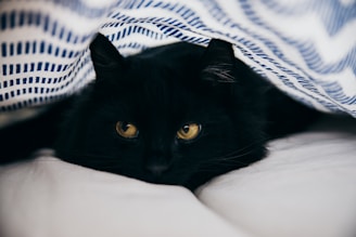 close-up photography of bombay cat