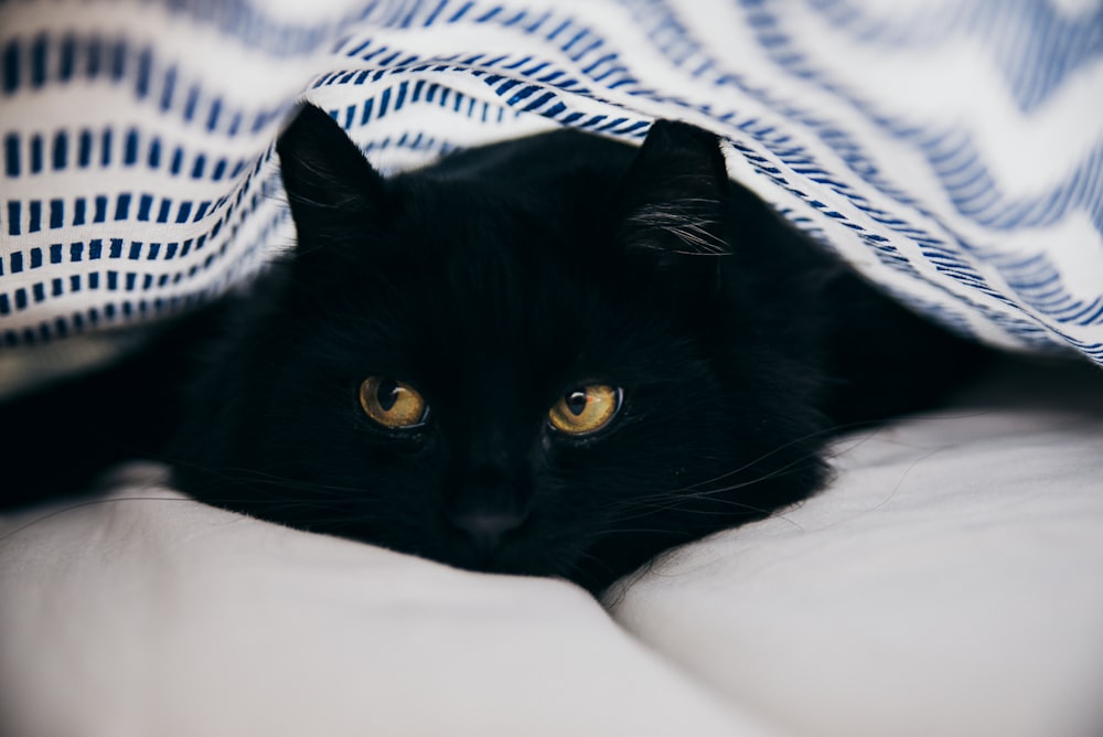 close-up photography of bombay cat