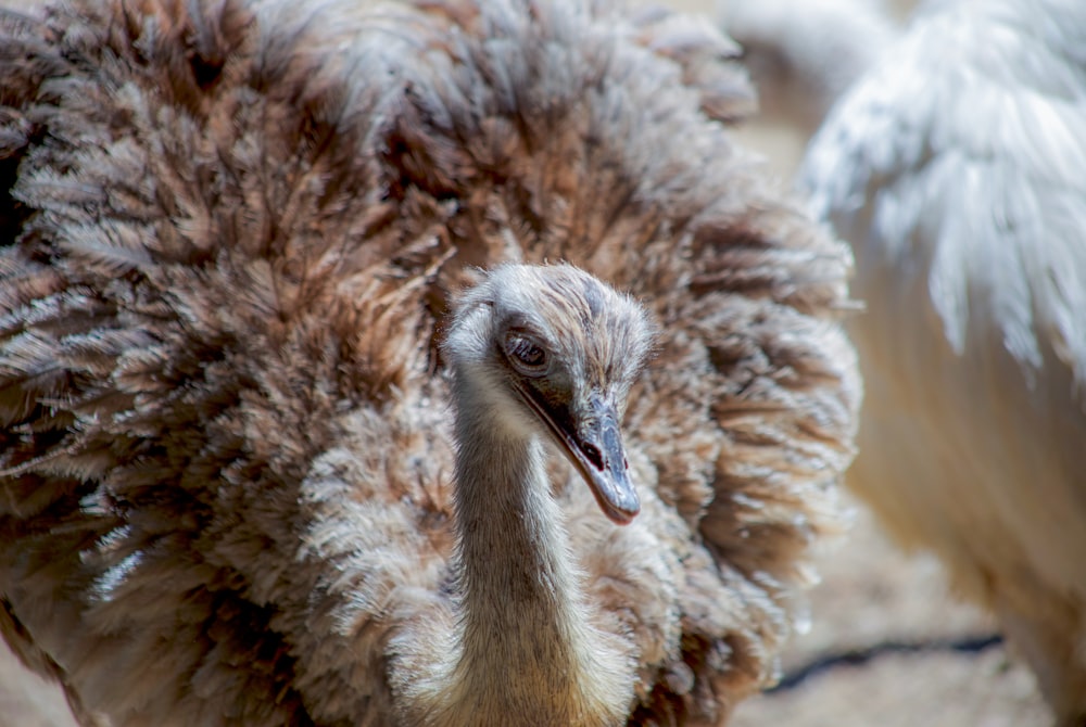 close-up photography of ostrich