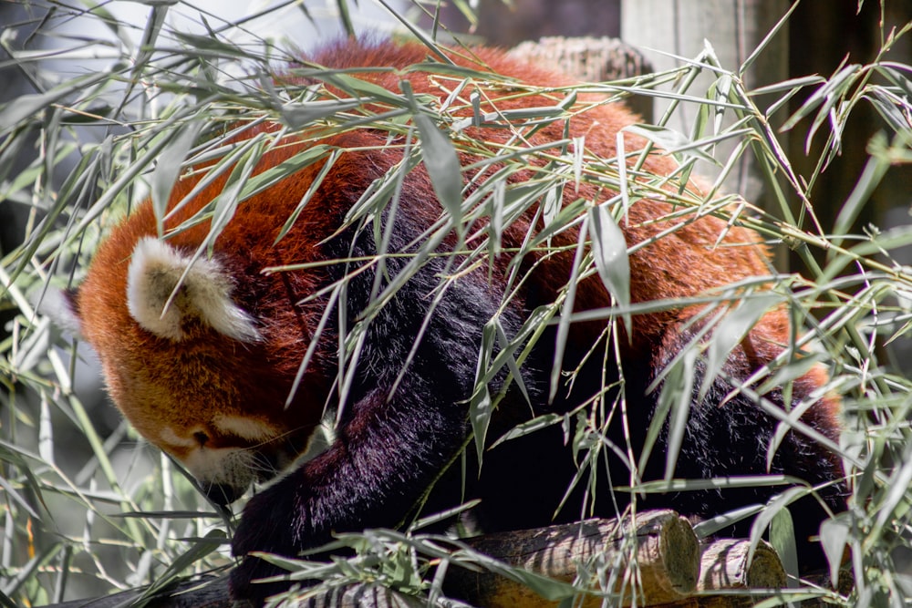 close-up photography of red panda