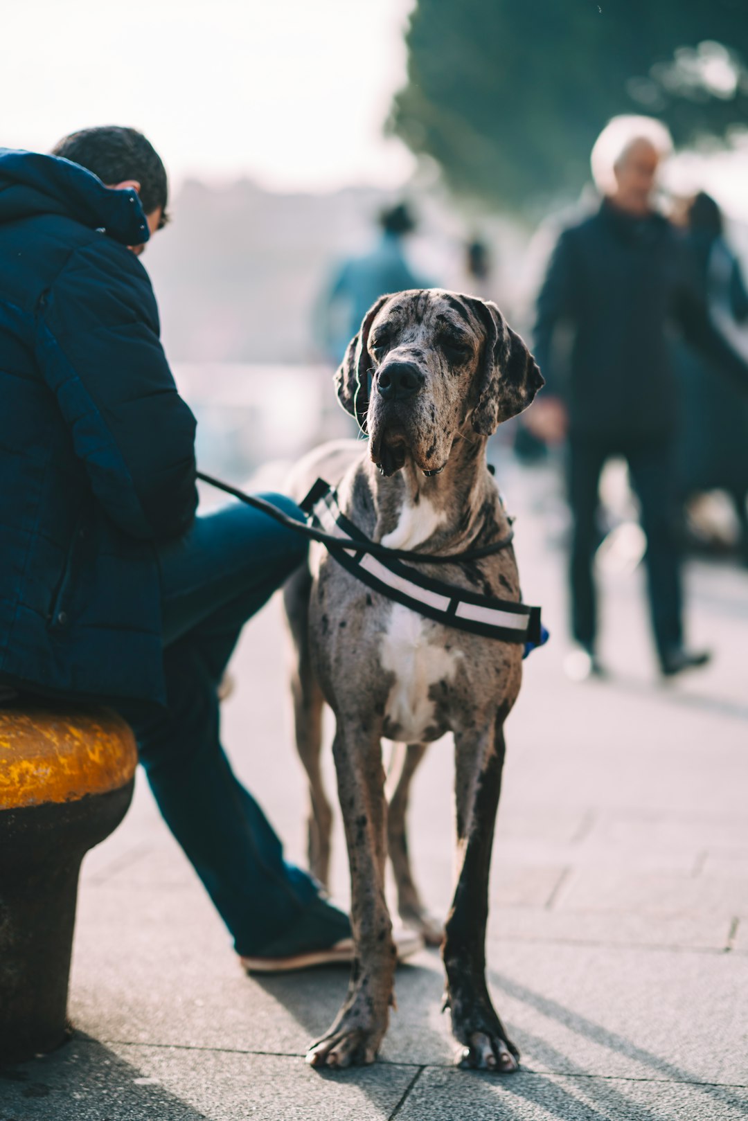 person holding leash of adult gray and white Great dane