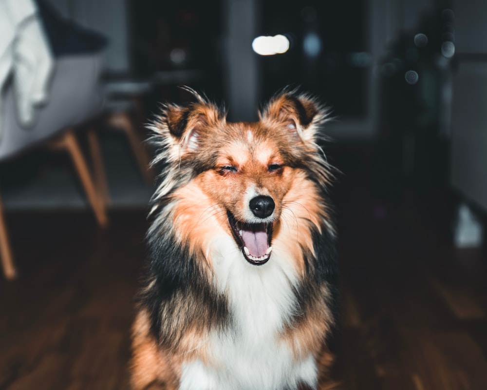 selective focus photography of long-coated brown, black, and white dog sitting on floor