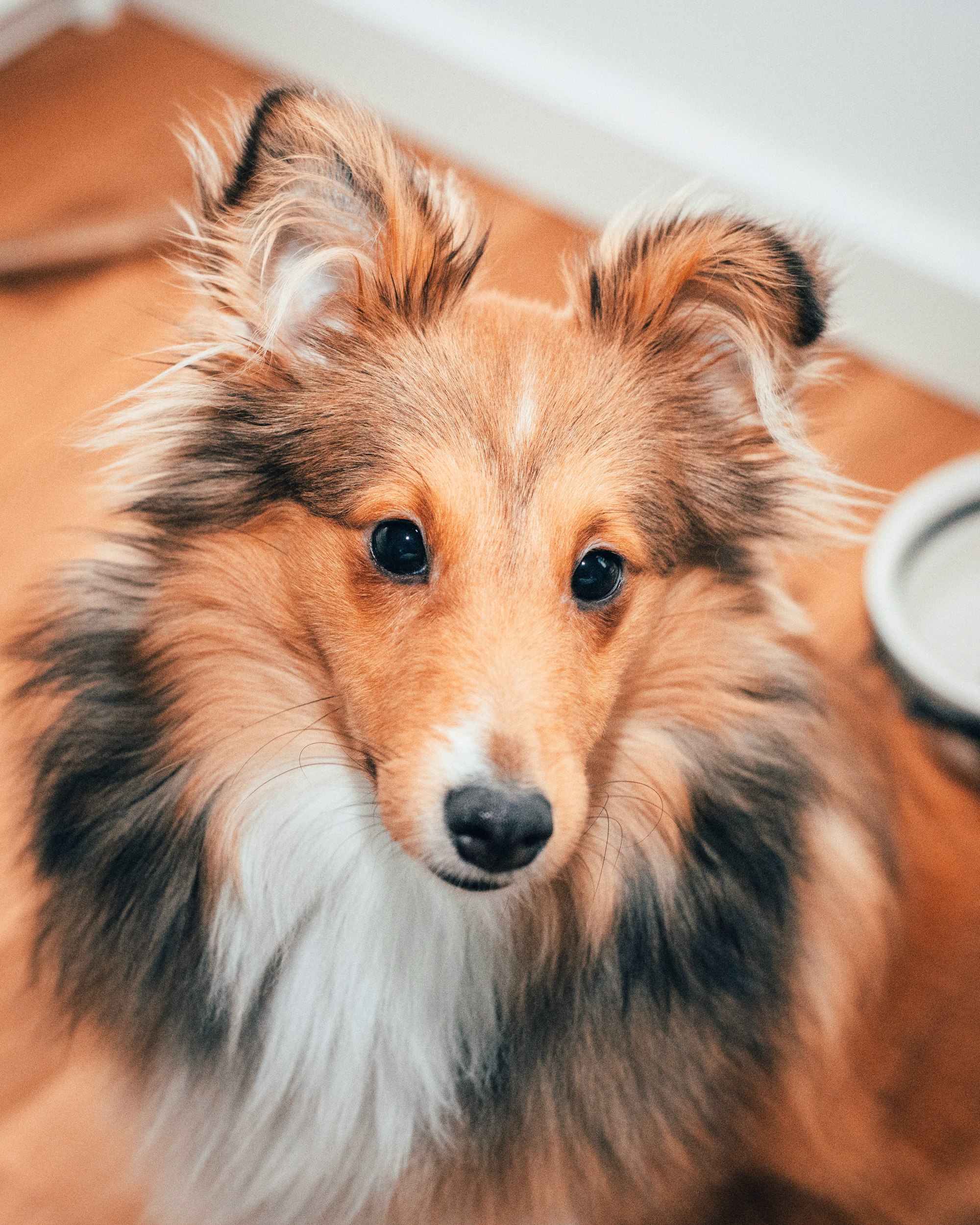 close up photography black and tan Shetland Sheepdog dog