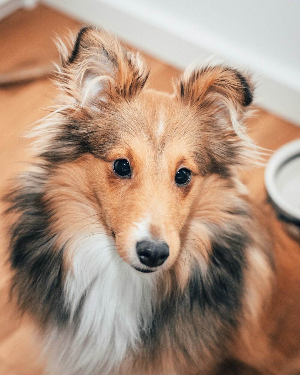 close up photography black and tan Rough collie dog
