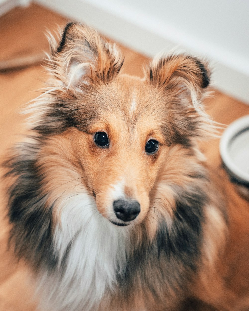 クローズアップ写真黒と黄褐色のラフコリー犬