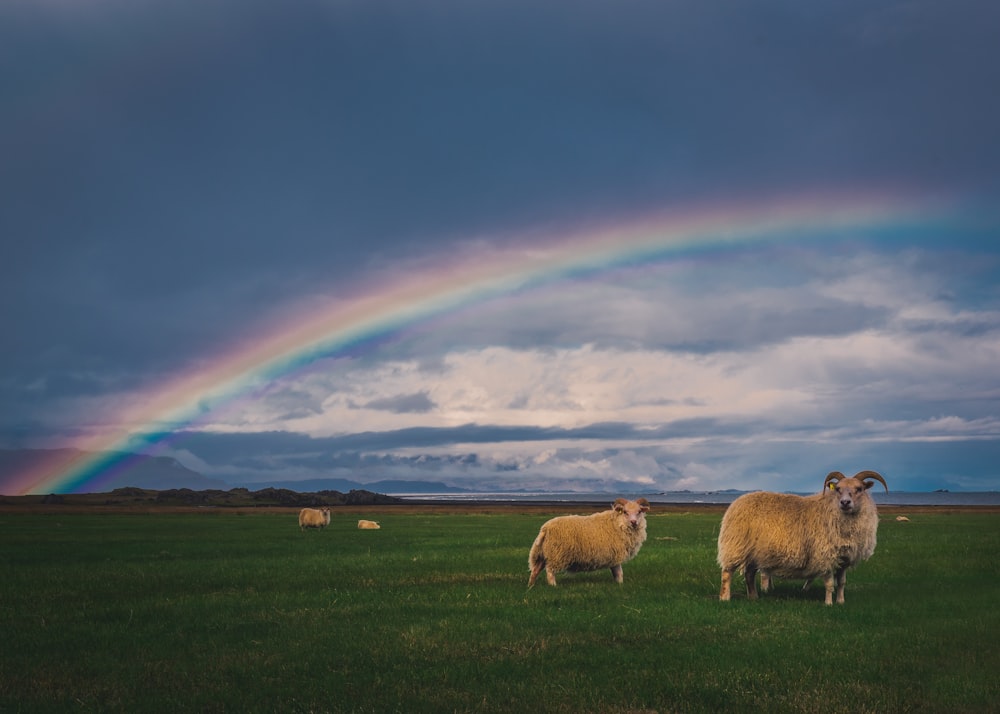 two brown sheep on grass field at daytime