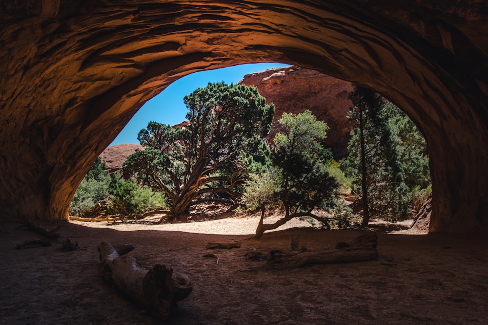 Pattes d’arbre à l’intérieur de la grotte pendant la journée